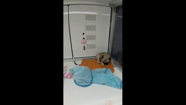 可愛いパグ。。