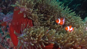 0068_ Clownfish red anemone