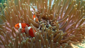 0081_clownfish inside anemone