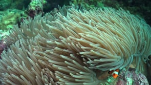 0082_clownfishes in anemone