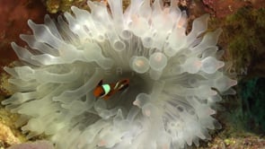 0084_Clownfish inside bubble anemone