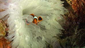 0085_Clownfish inside bubble anemone close up