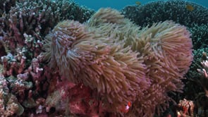 0088_Clownfish purple anemone unfolding