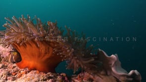 0089_Clownfish dark anemone