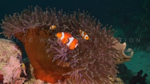 0090_Clownfish anemone family dark anemone