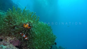 0422_clownfish in green anemone