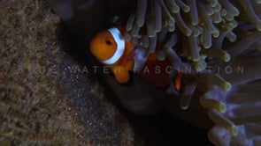 0423_Clownfish with eggs