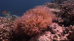 0680_Clownfishes with turtles
