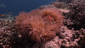 0681_Clownfishes with turtle far