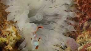 0682_clownfishes in bleached anemone