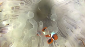 0683_clownfishes in bleached anemone close up