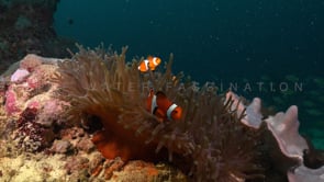 0685_Clownfishes on coral reef wide shot