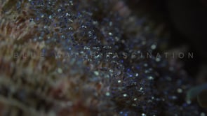 0686_Close up and zoom in clownfish eggs