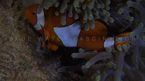 0687_two clownfish fanning their eggs