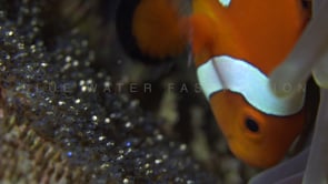 0688_clownfish fanning eggs super close up