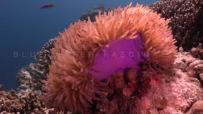 0757_clownfish open purple anemone