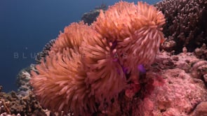 0758_clownfish in purple anemone and strong current