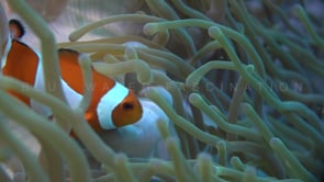 0760_clownfishes cleaning sea anemone
