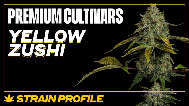 Zushi Strain