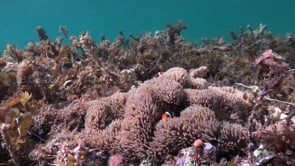 0765_Clownfishes and sea grass