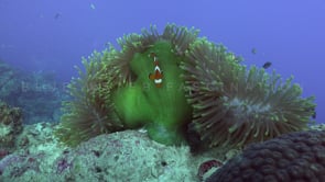 0766_Clownfishes in closed green sea anemone