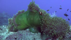 0767_Clownfishes green sea anemone