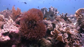 1170_Coral reef with clownfishes static shot