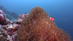 1193_Coral reef with sea anemone and clownfish