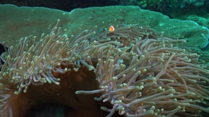 1196_Clownfish in open anemone