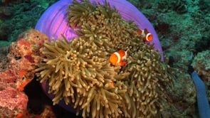 1435_Clownfish purple anemone