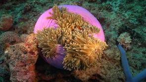 1440_Clownfish hiding pink anemone