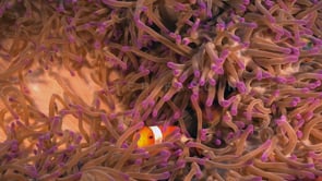 1441_Clownfish close up purple tentacles