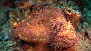 1442_Clownfish anemone coral reef