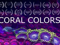 coral colors