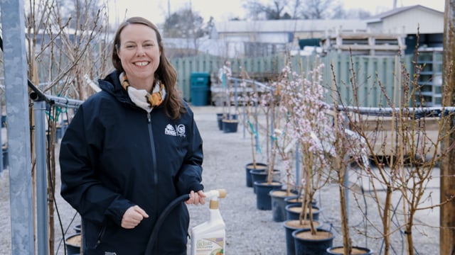 Spraying Fruit Trees How & When to Apply Sulfur Oil