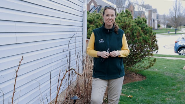 How to Prune & Fertilize Raspberry Bushes