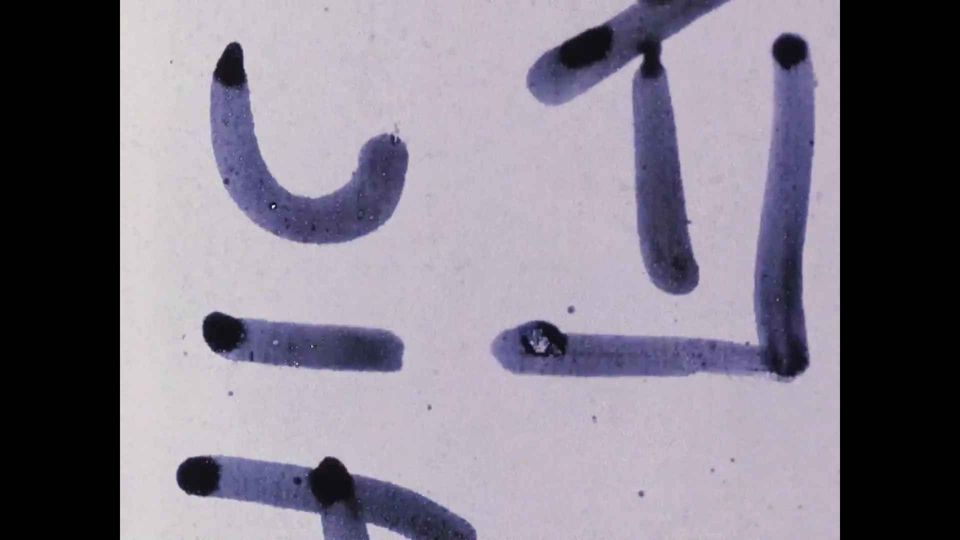 Fake Fruit Factory (1986) Chick Strand.mp4 on Vimeo