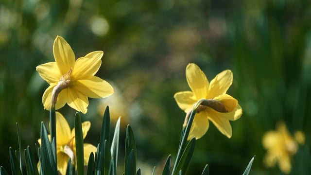 Flowers Narcissus Bloom - Free video on Pixabay