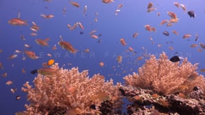 Coral Reef Scenes - 4K