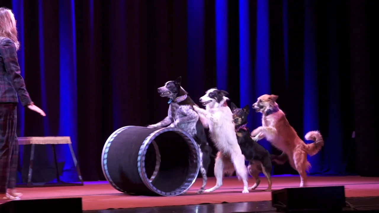 Mutts Gone Nuts at Bucks County Playhouse on Vimeo