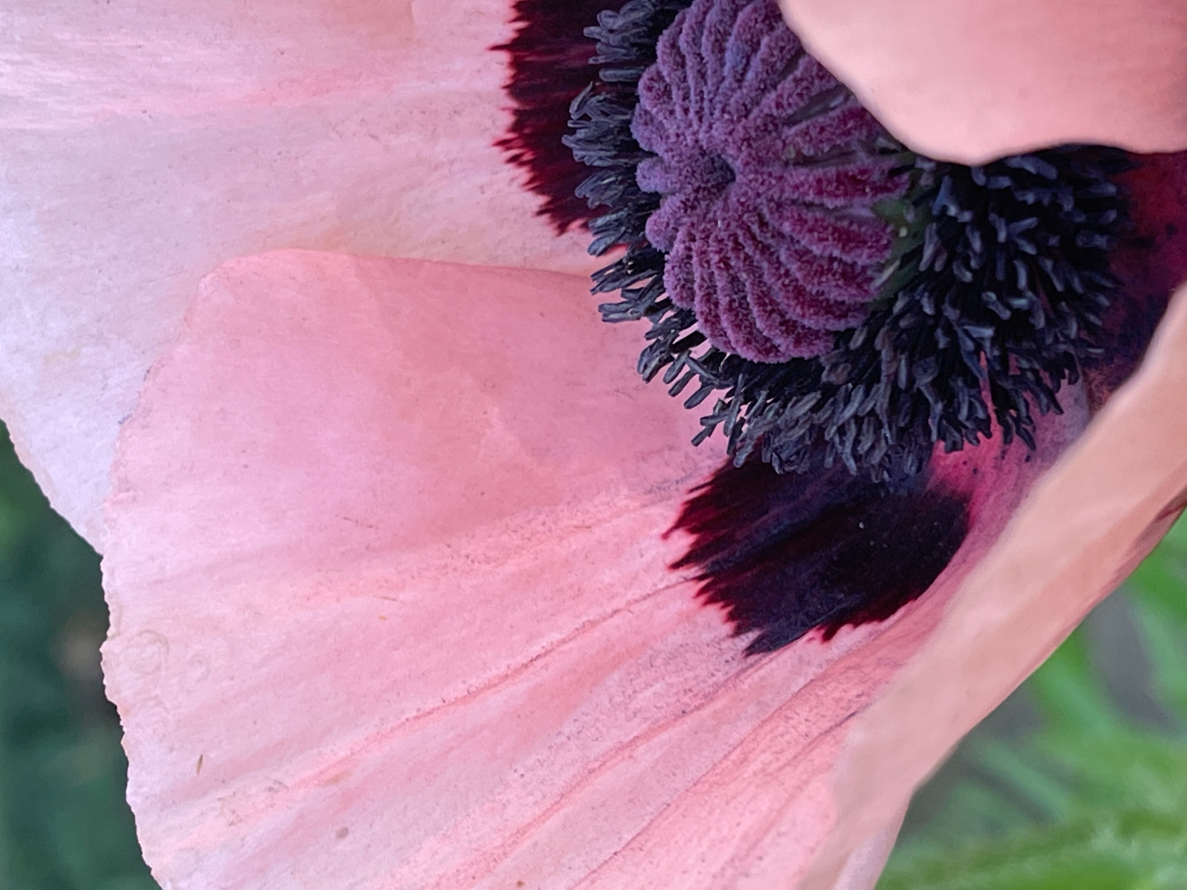2023 April 03: How We Awaken With the Parami of Wisdom