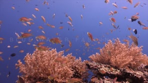 Coral Reef Scenes HD