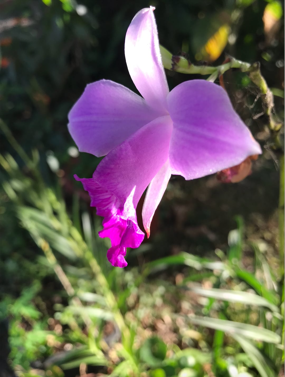 2023 March 29: Renouncing Dukkha