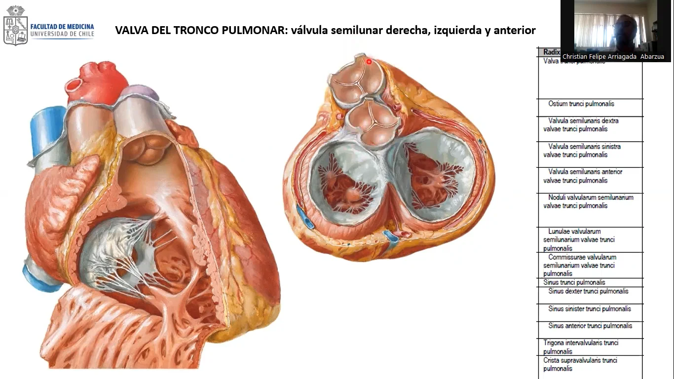 sistema valvar cardíaco