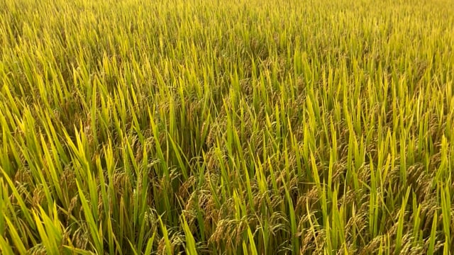 Vietnam, Rice, Field. Free Stock Video - Pixabay