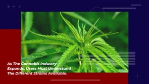 Best Weed Strains