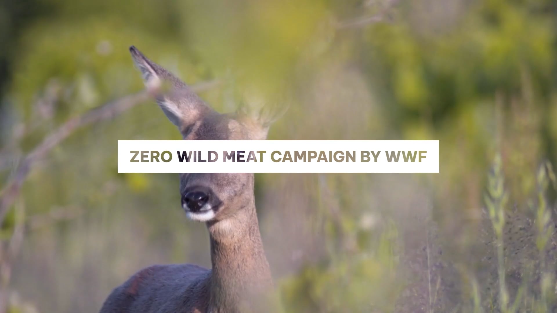 [documentary] - WWF - Zero Wild Meat campain 2023