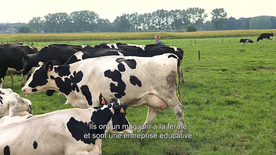 Special Vache Laitière Delaval