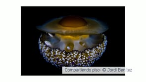 S'obre la convocatòria de la tercera edició del MedFoto