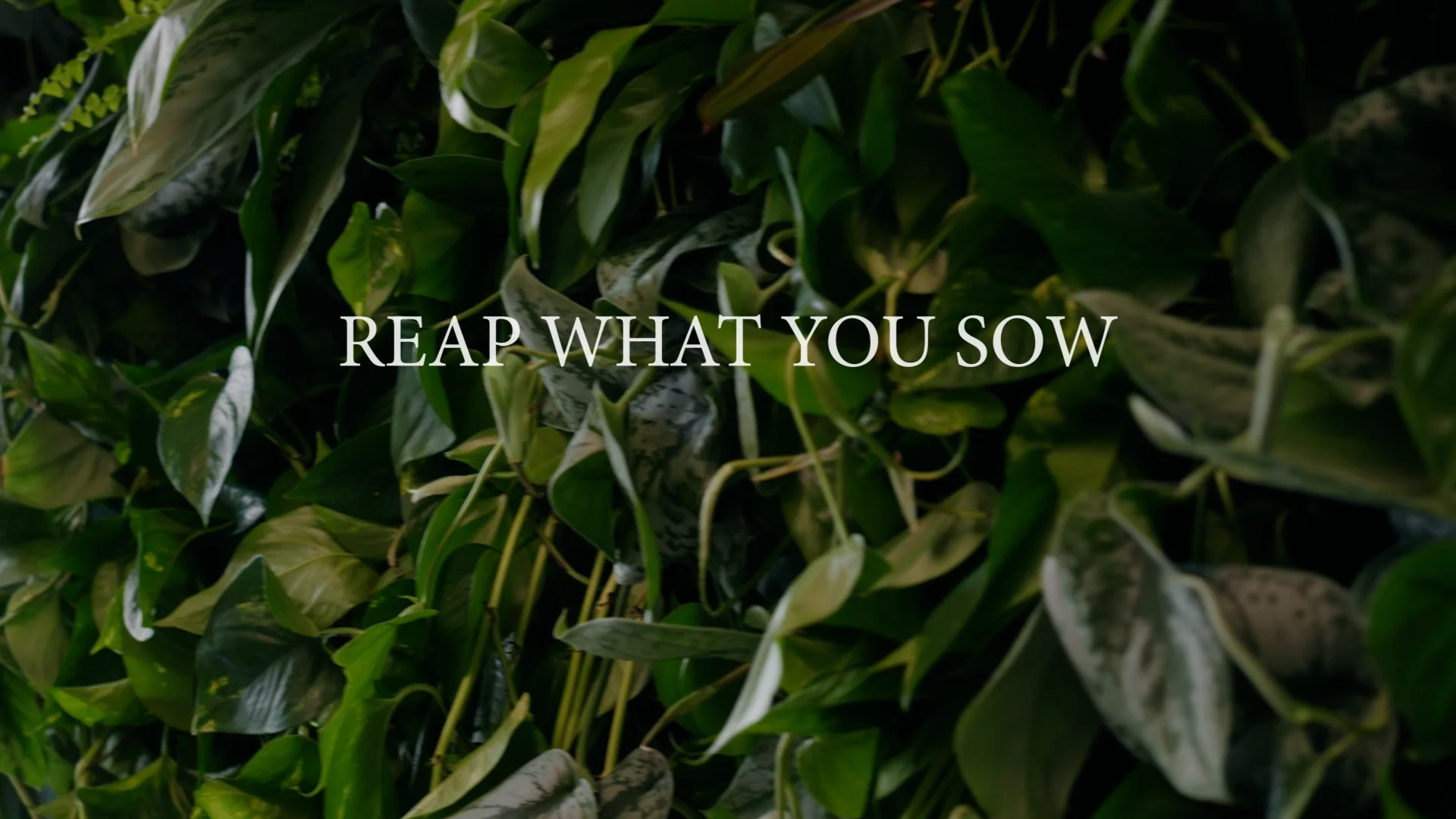Reap What You Soma – The Swoon Society